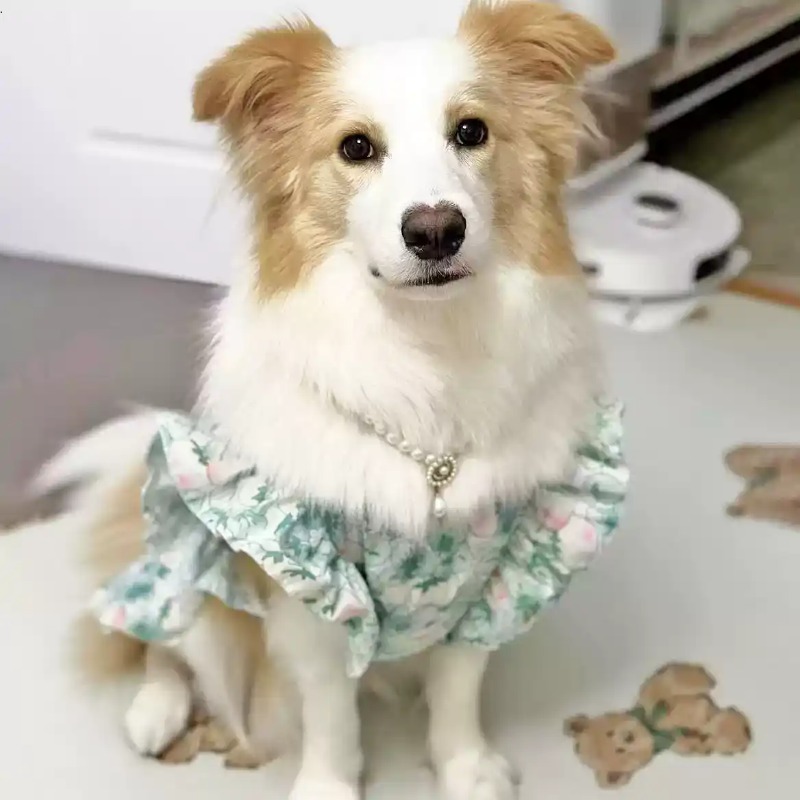 ملابس للحيوانات الأليفة لفصلي  - مراجعة Summer Dog Clothing وسعره