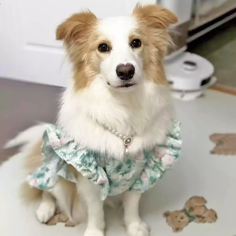 ملابس للحيوانات الأليفة لفصلي  - مراجعة Summer Dog Clothing وسعره