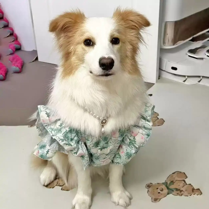 ملابس للحيوانات الأليفة لفصلي  - مراجعة Summer Dog Clothing وسعره