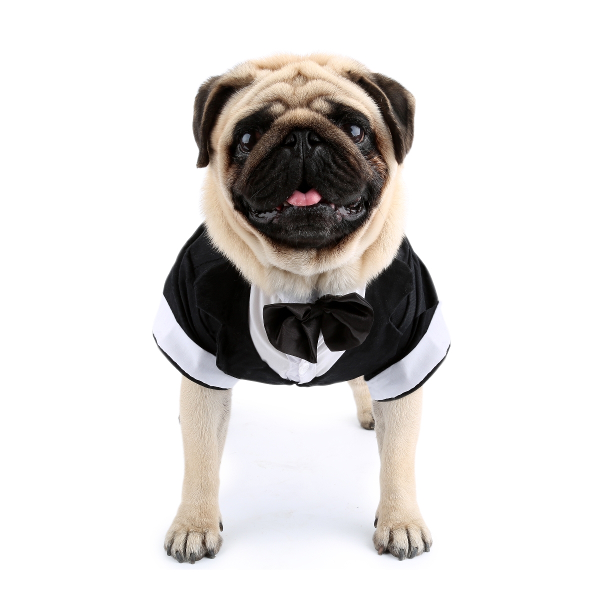 بدلة رسمية مع ربطة عنق سوداء ل - مراجعة Summer Dog Clothing وسعره