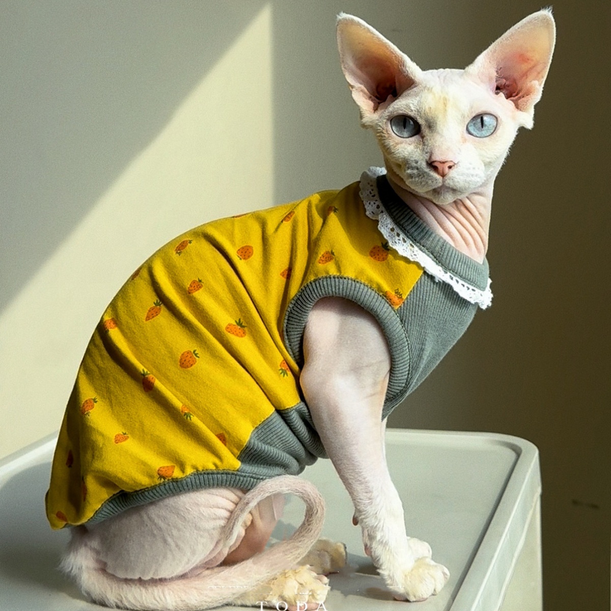 ملابس للقطط لفصل الربيع، سترة  - مراجعة Yellow Summer Clothing وسعره