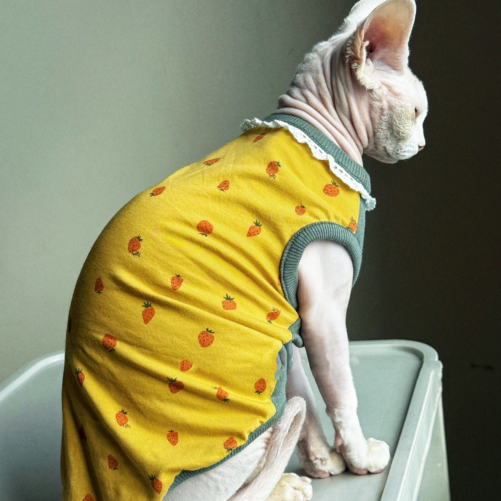 ملابس للقطط لفصل الربيع، سترة  - مراجعة Yellow Summer Clothing وسعره