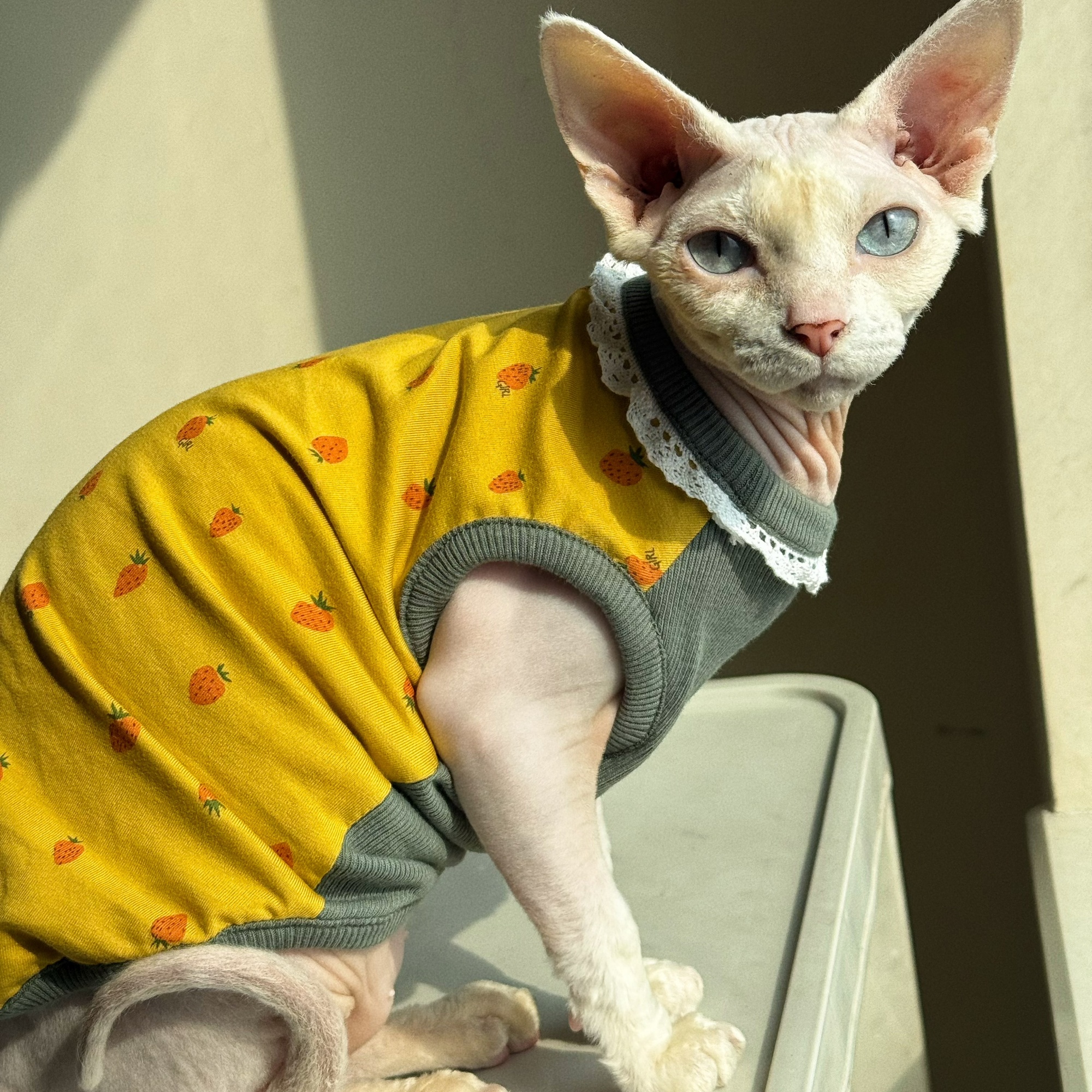 ملابس للقطط لفصل الربيع، سترة  - مراجعة Yellow Summer Clothing وسعره